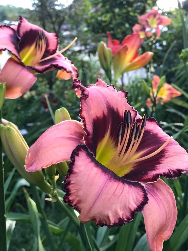 TattoodGardener's tweet photo. My first 2 daylilies have been approved. Officially introducing Katy Rose and Izzy in Wonderland #hybridizer #daylily #hemerocallis https://t.co/8s2RxYoZpn