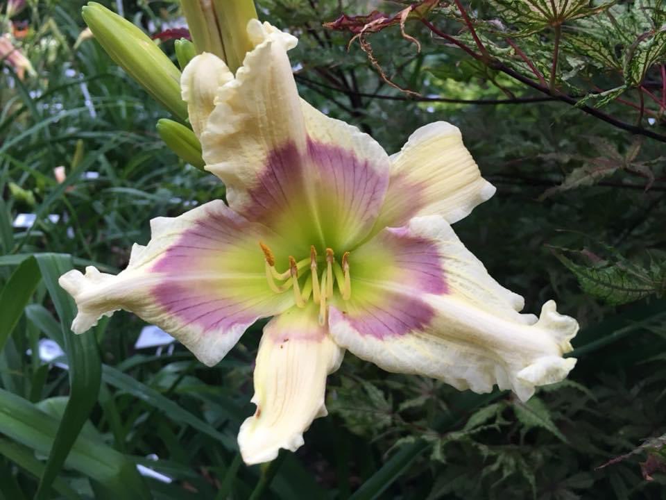 TattoodGardener's tweet photo. My first 2 daylilies have been approved. Officially introducing Katy Rose and Izzy in Wonderland #hybridizer #daylily #hemerocallis https://t.co/8s2RxYoZpn