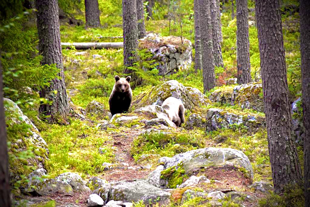 Dos ossos germans al capvespre pels boscos de Suècia. Dos dies després d’aquesta foto començava la temporada de caça. Com es pot disparar contra aquest o qualsevol animal? #fuckcaça #acagaralaviacaçadors #ós