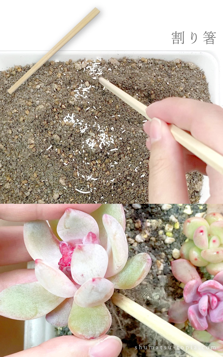 サクヤ ブロガー 週末トピア Shumatsu Topia Twitter