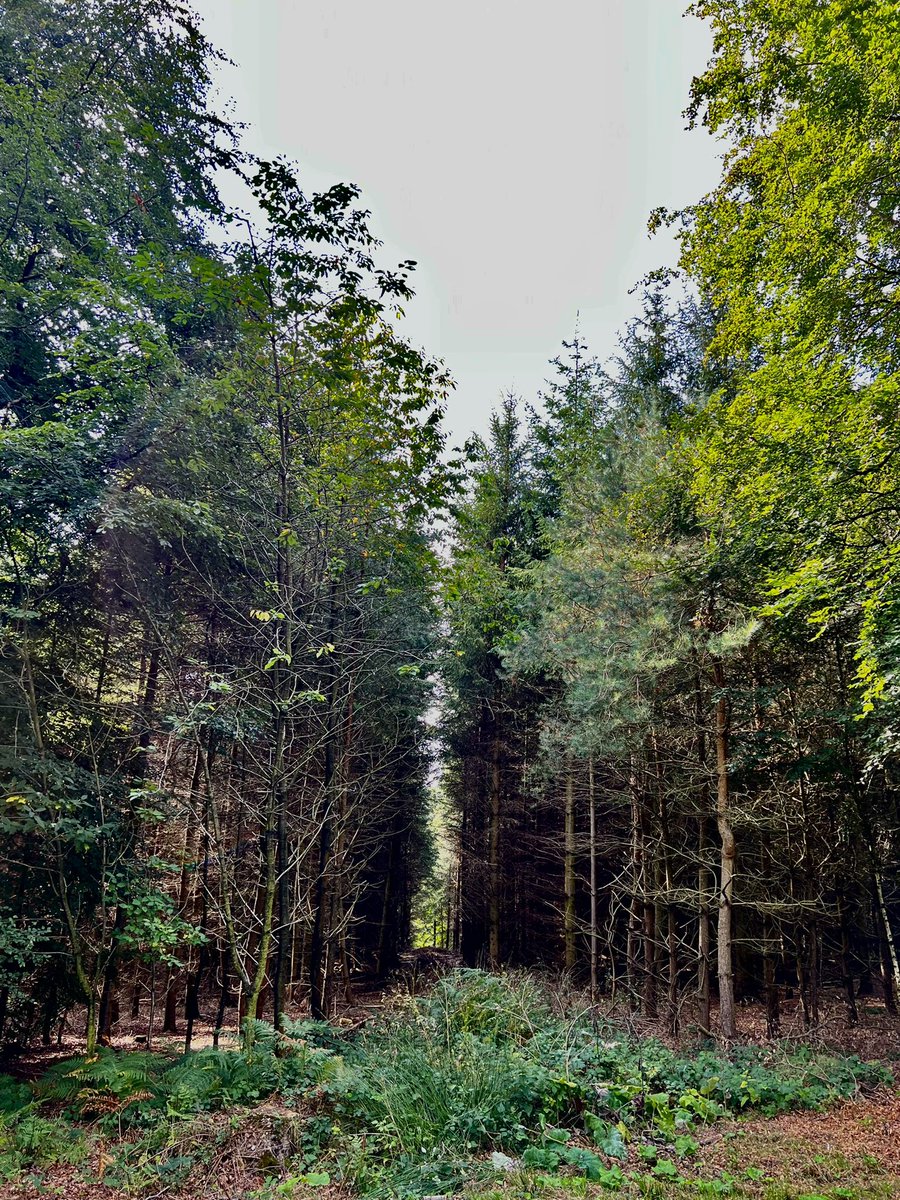 Walkerboy7's tweet photo. Simply beautiful trundling around the #howardianhills today #northyorkshire #terrington #hovingham #GodsOwnCountry https://t.co/7gowvo1Eaa