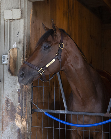 BH_AEberhardt's tweet image. Morning after Travers with impressive winner #Epicenter and his trainer Steve Asmussen with the winner&apos;s blanket and sheet. Congrats to the #AsmussenTeam and owner Ron Winchell and all connections. @TheNYRA