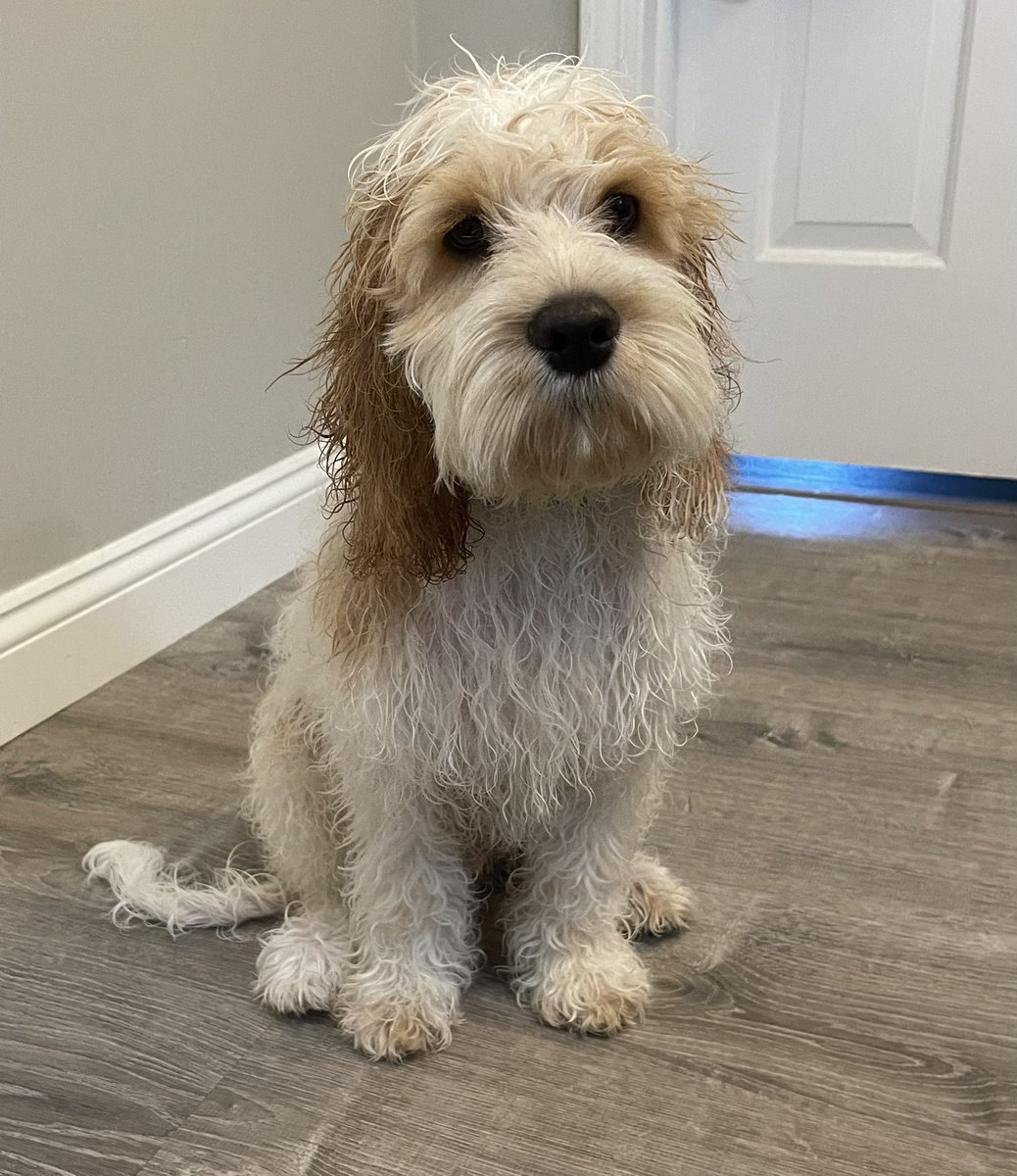 EchoNoseBoops's tweet photo. This sweet boy is ALL fur! #dogsoftwitter #dogs #doodle #cockapoo #cockerpoo #cocker #goodestboy #echo #puppy #bathday #wetdog https://t.co/FeAh4rcRZx