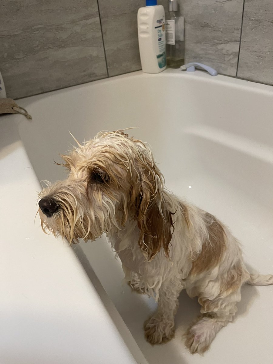 EchoNoseBoops's tweet photo. This sweet boy is ALL fur! #dogsoftwitter #dogs #doodle #cockapoo #cockerpoo #cocker #goodestboy #echo #puppy #bathday #wetdog https://t.co/FeAh4rcRZx