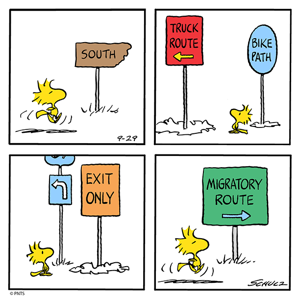 Snoopy's tweet photo. Follow your own path https://t.co/ZKsUblGzl4