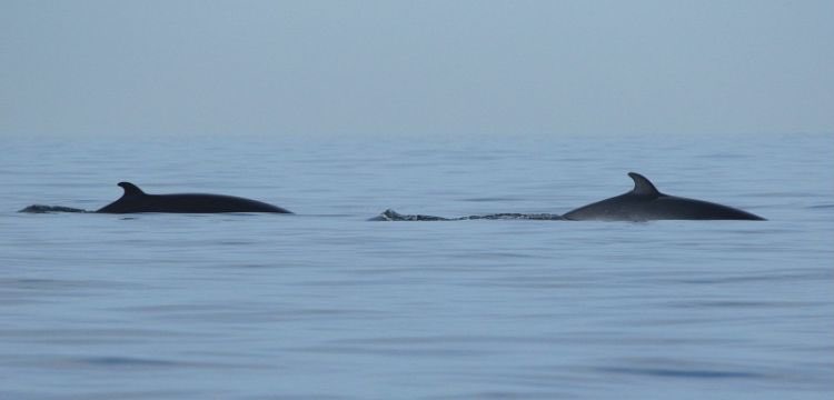YCNature's tweet photo. Minke Whale bonanza on the Yorks coast! 81 counted tday thx to @SouthSiderUK &amp; @MigrationMatt for help with my blog read all about it here; https://t.co/TgHGuDpuJn Minke photo by @ViperaDan maybe this a record count @whalesorg @rebeccalynam18 @YWT_North @realstaithes @Mboyd7Boyd https://t.co/czbMhKhfee