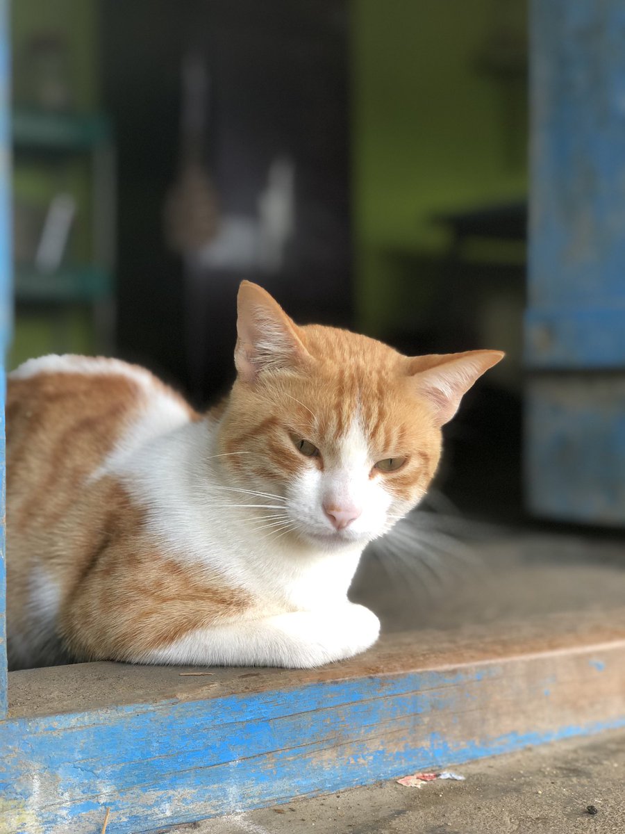 basiljoshi's tweet photo. This meow from one of my tea spots ❤️
#CatsOfTwitter #breakfree 
#LoveStory https://t.co/V8VUjluCiz