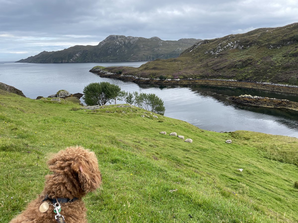 Walked out to an abandoned village. Saw a white-tailed eagle flying low over the water. Then an otter, lying on his back in the bay. Dog marginally less excited than me about all of this…