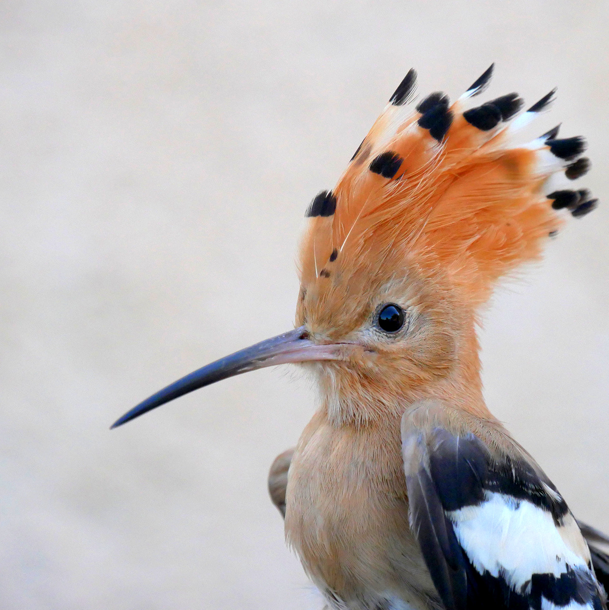 Antikythera Bird Obs tweet media