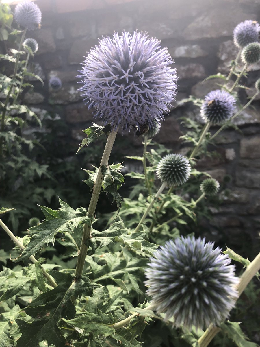 A brilliant afternoon at the Bee and Pollinators Festival - so chuffed to see the Silver Bee awarded! @BrisBotanicGdn <a href="/BristolUni/">University of Bristol</a>