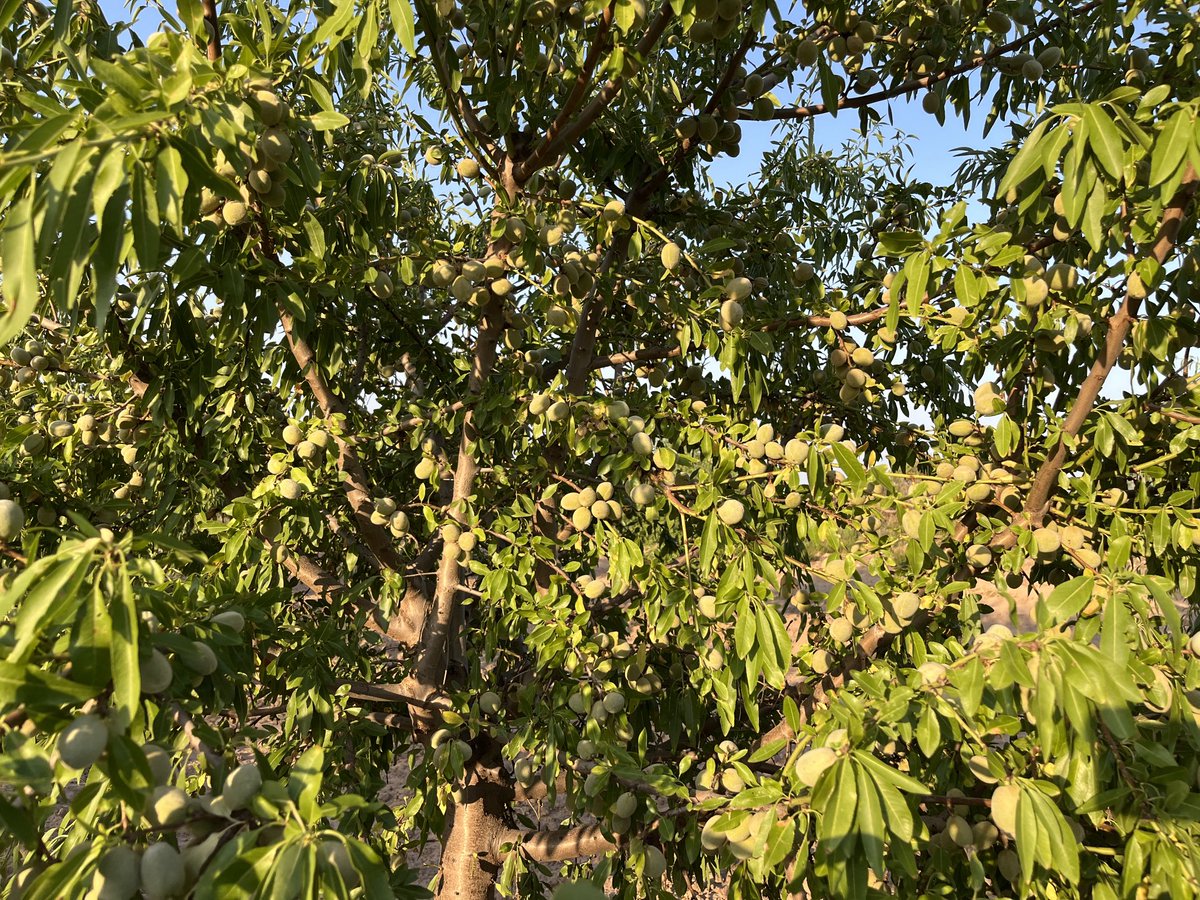 AlbertoVimar's tweet photo. Aunque parte del #TeamVimar estemos en #Alentejo #Beja #Portugal cuidando de las cosechas de nuestros clientes , otra parte del grupo ya está preparándose para nuestras #Marcona este año vendrán antes ! #AlmoliveAgroservices https://t.co/WZGp5HftVG