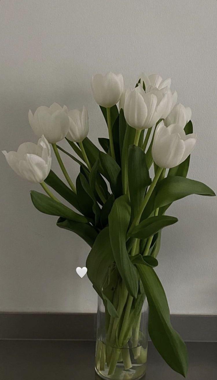 White tulips deals