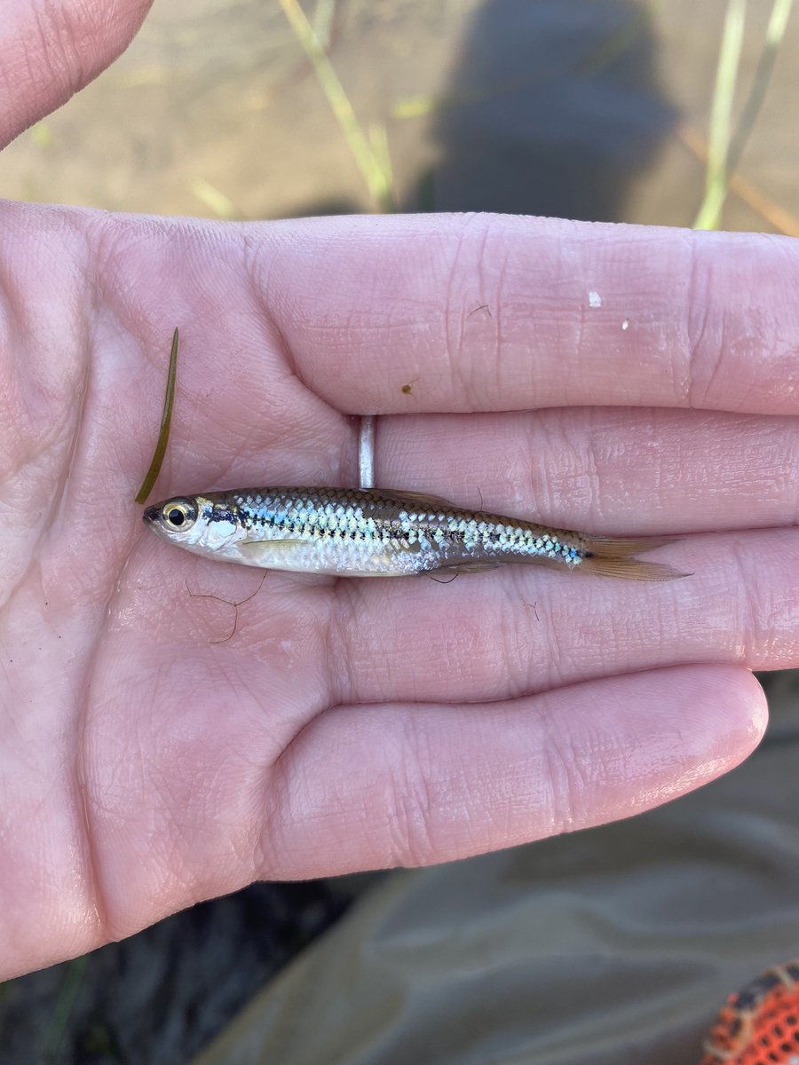 EmilyRLechner's tweet photo. Pictured below is an action shot #seining, a Blackchin #Shiner (similar to a #Pugnose Shiner), and our boat launch 🐟
The species at risk in these wetlands are the #Grass #Pickerel, Lake #Chubsucker, Pugnose Shiner, Spotted #Gar, and the #Warmouth. Of the above, we found 3/5. https://t.co/XH3le48FgP