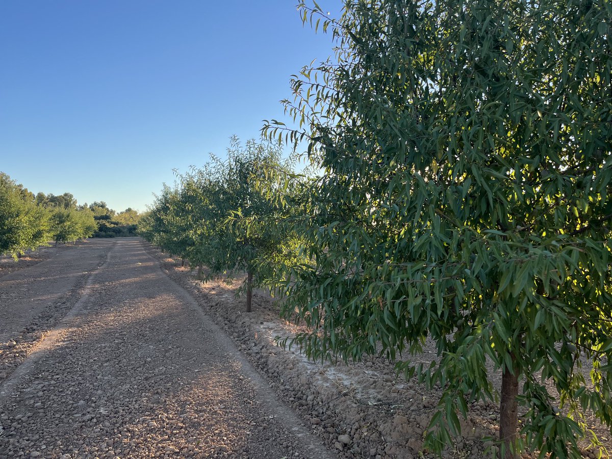 AlbertoVimar's tweet photo. Aunque parte del #TeamVimar estemos en #Alentejo #Beja #Portugal cuidando de las cosechas de nuestros clientes , otra parte del grupo ya está preparándose para nuestras #Marcona este año vendrán antes ! #AlmoliveAgroservices https://t.co/WZGp5HftVG