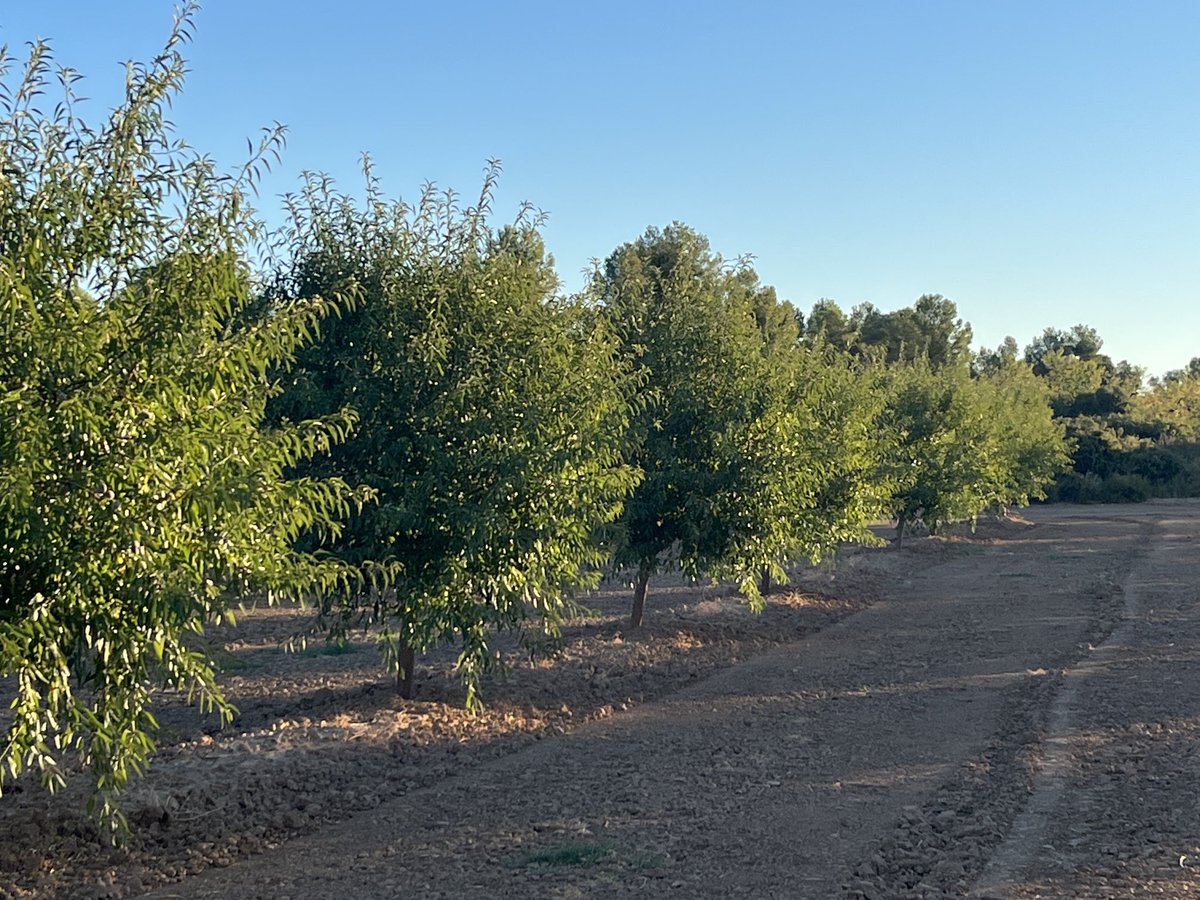 AlbertoVimar's tweet photo. Aunque parte del #TeamVimar estemos en #Alentejo #Beja #Portugal cuidando de las cosechas de nuestros clientes , otra parte del grupo ya está preparándose para nuestras #Marcona este año vendrán antes ! #AlmoliveAgroservices https://t.co/WZGp5HftVG