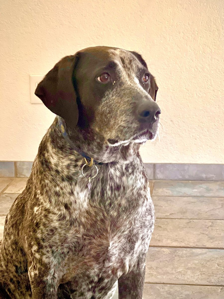 susalynn3's tweet photo. @AnaGascaa Jack sends his love https://t.co/RisPDQxY3O