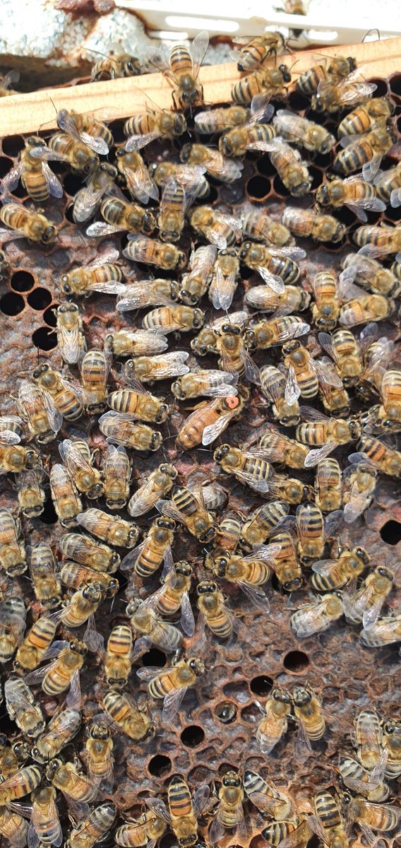 40 splits checked all with Jolanta queens introduced at the start of the week, all accept except for one as silly me missed the queen from the original hive so she was in the split laying like a machine. 39 Jolanta queens all laying and happy 😊 @yolanda7979 #jolantaqueens