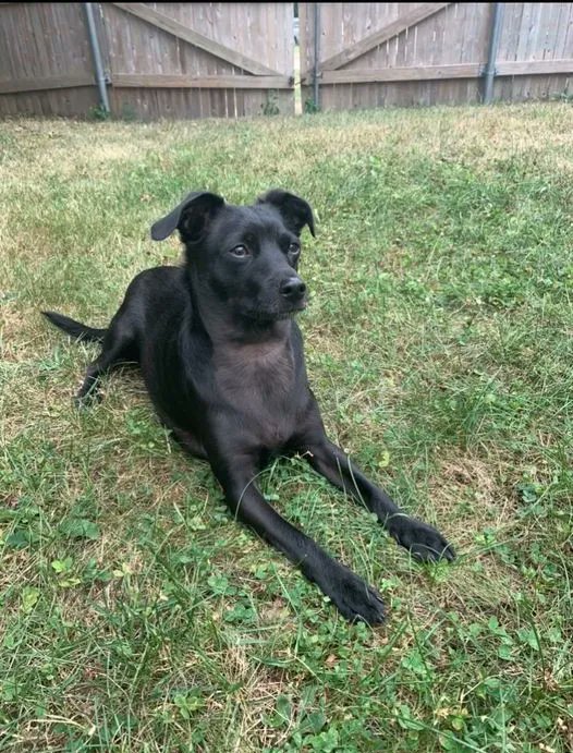 Happy Sunday! Meet Remy 😊 He is a 1.5 year old chihuahua mix. He loves long walks where he can smell every plant and playing with his kitty sister Tulip! His human is Kaylee Meyers, OMS I.