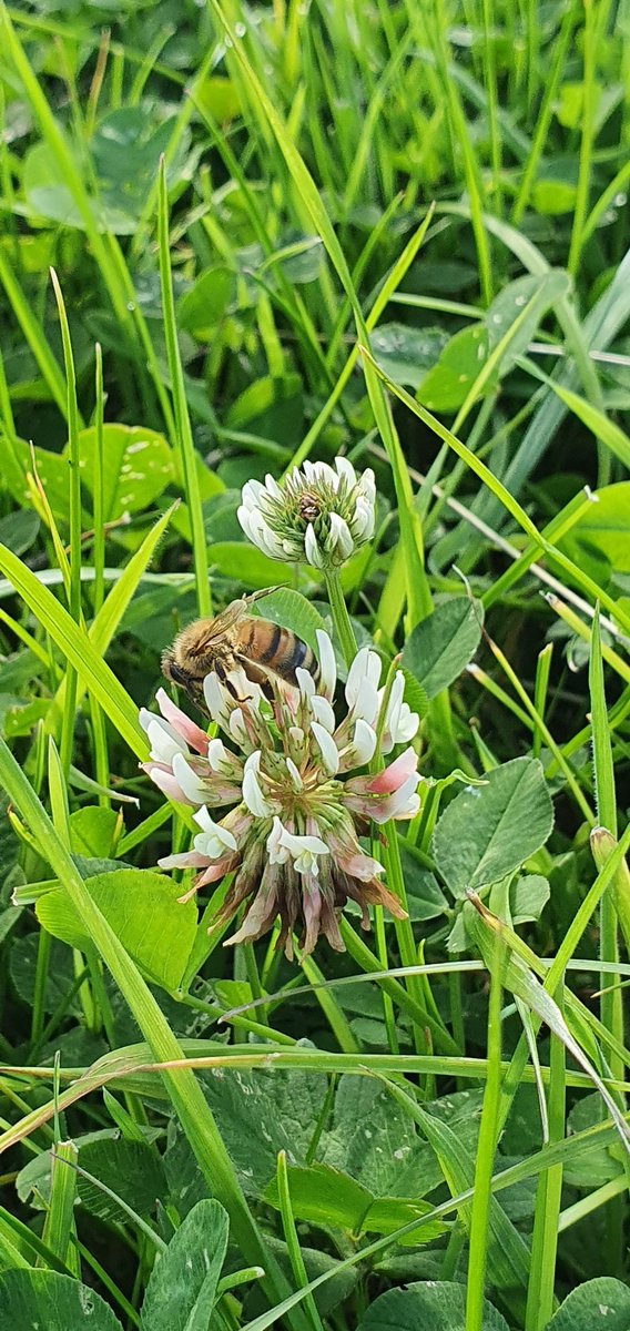 covehoneybees's tweet photo. So much clover nectar coming in after that rain we had over that last few nights, no wind, 20c is just been perfect for the bees 👌
#beefarmer #honeybees #cloverhoney #scottishbees #scottishfarming #beekeeping #clover https://t.co/u6ZOR6Rm7H