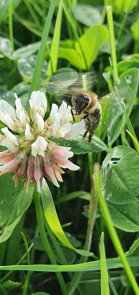 covehoneybees's tweet photo. So much clover nectar coming in after that rain we had over that last few nights, no wind, 20c is just been perfect for the bees 👌
#beefarmer #honeybees #cloverhoney #scottishbees #scottishfarming #beekeeping #clover https://t.co/u6ZOR6Rm7H