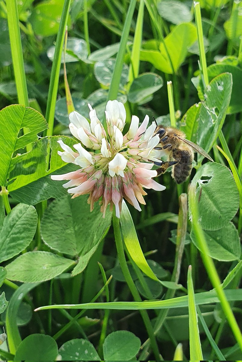 So much clover nectar coming in after that rain we had over that last few nights, no wind, 20c is just been perfect for the bees 👌 #beefarmer #honeybees #cloverhoney #scottishbees #scottishfarming #beekeeping #clover