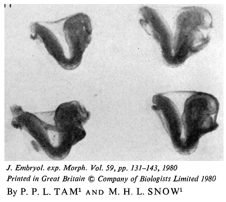 dmooreglover's tweet photo. Let's remember the beautiful in vitro culture of natural mouse embryos to somite stage by Tam and Snow 1980 in static culture. They recommend DMEM medium stressing importance of additional glucose, glutamine and suitably prepared serum. https://t.co/Pk7HvPJsWQ
