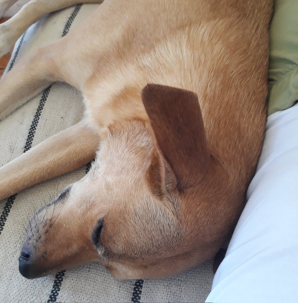 ... domingo... 😴🖤🐾 

#semfiltro #viralata #viralatacaramelo #dogsoftwitter #NoFilter