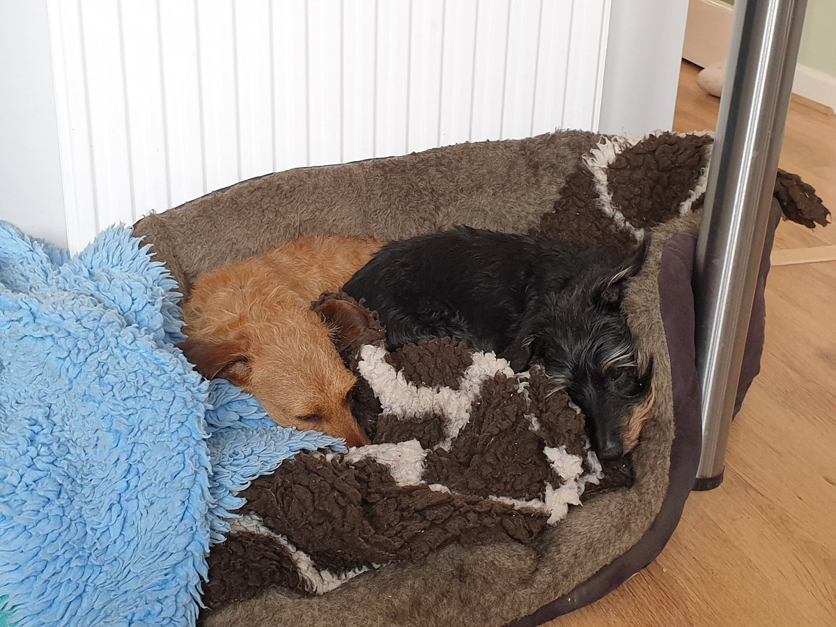 NorfolkDax's tweet photo. OK, so he's been here 6 months now... He can share MY special sleeping space https://t.co/0Jj9AXKoYO