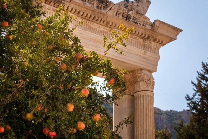ghostofhellas's tweet photo. Pomegranate trees among the ruins, Ephesus. Photographer: Jason Noble. https://t.co/4kGn0rZGjz