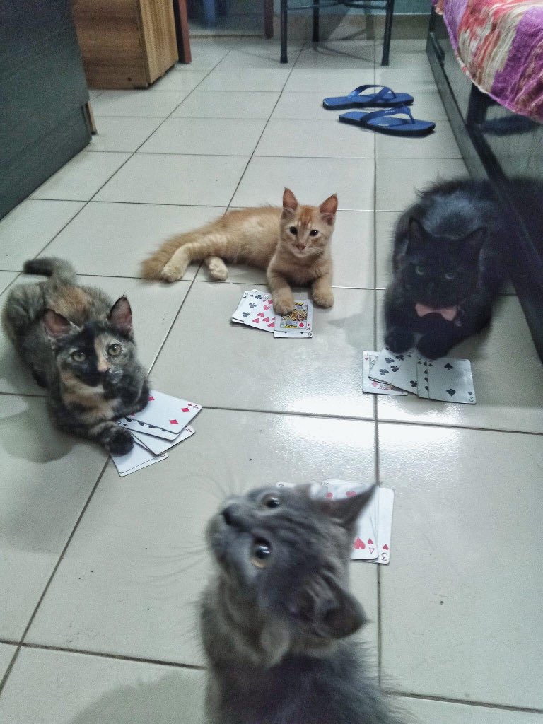 PUSSYCAT_LOVERS's tweet photo. Wanna join?? https://t.co/dGOcWHKFgt