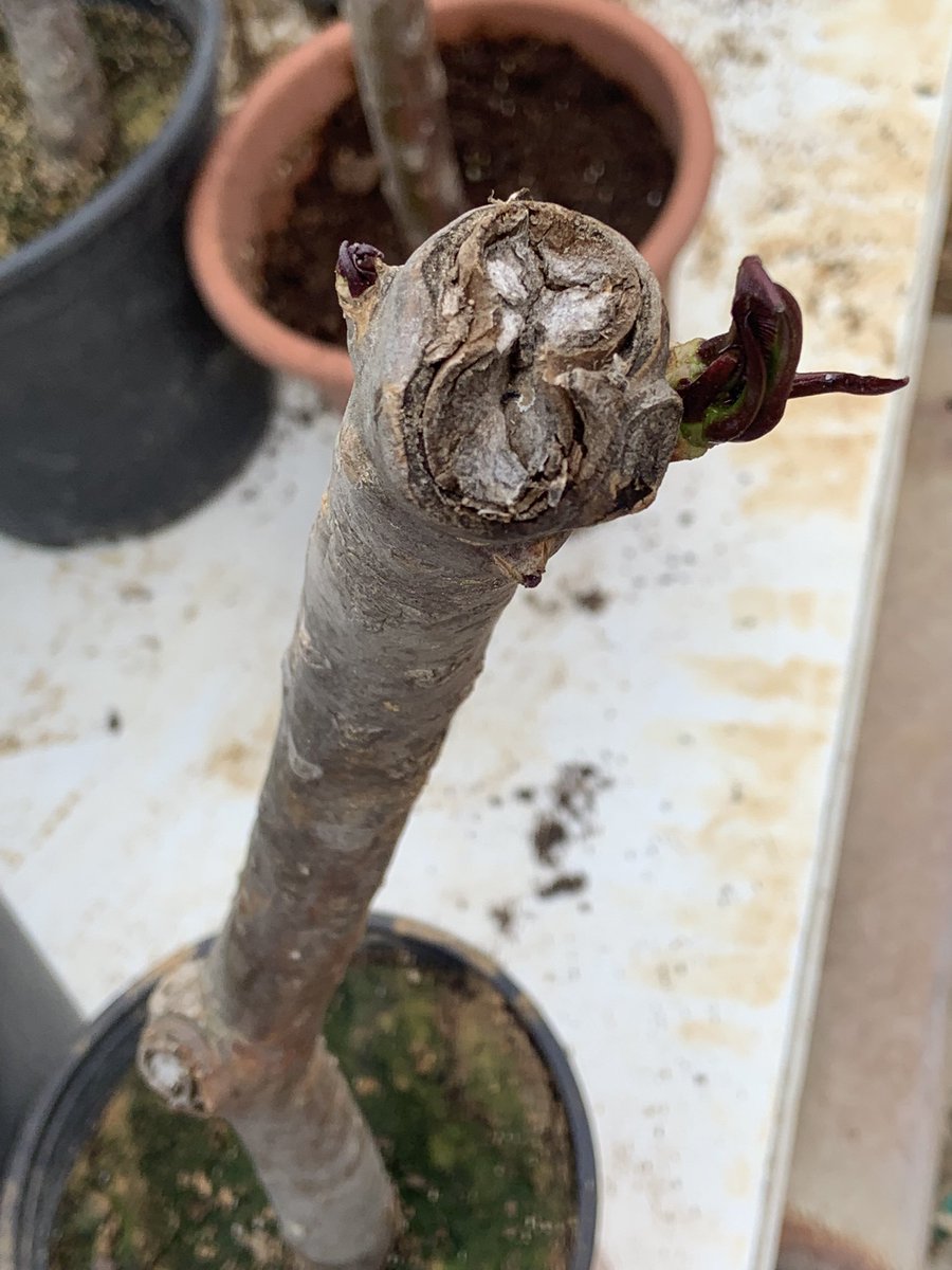 OrimmmS's tweet photo. As the difficulties increase, 
The strong are revealed.

Always look for creative ways to survive🌞

#fitna 🌸 #Fragrantplumeria🌺
#garden 👨🏽‍🌾  #GardenersWorld 
#nursery 🌴 #tropic #tropical🌦
#cactus 🌵 #Cactustree 
#cuttings https://t.co/VwNbQFBUct