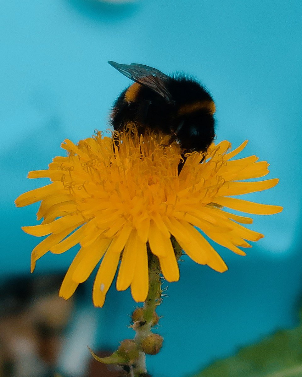 cute bee 🐝 #photooftheday