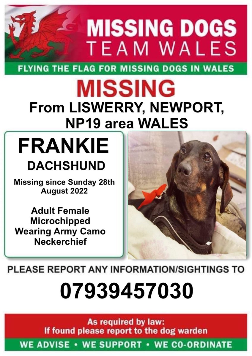 missingdogwales's tweet photo. ‼️FRANKIE AN ADULT FEMALE #DACHSHUND IS MISSING FROM #LISWERRY AREA #NEWPORT NP19
‼️SINCE SUNDAY 28TH AUGUST 2022
‼️FRANKIE IS CHIPPED & HAD AN ARMY CAMO NECKERCHIEF ON
💥So please look out for her and do not chase please!!! 💥 https://t.co/Xf4hIrs6Eb