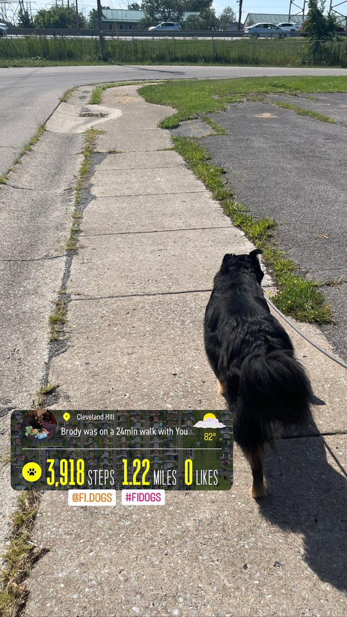 lee_brenon's tweet photo. Day 912. 

Sunday Funday Family #Sunwalk. 

@fi_dogs #fidogs https://t.co/QPWupFc9d5