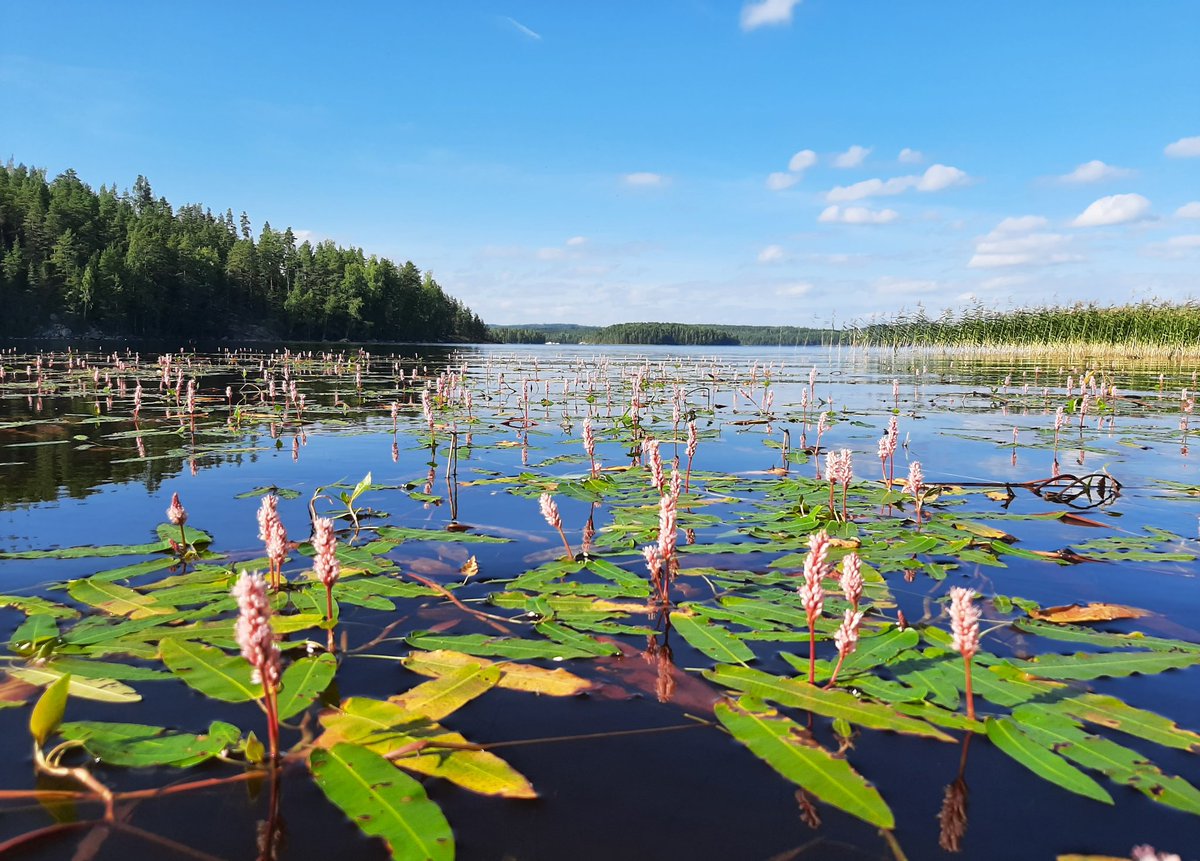 KvVaara's tweet photo. #vesitatar #Päijänne https://t.co/j1BiPiEe0o