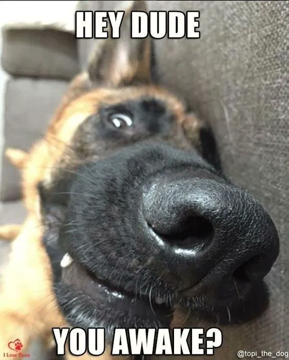 ShadowDogDesign's tweet photo. Hey, dude! You awake?
#Dogs #Dog #YouAwake #BestFriend #DogsAreLove #FunnyDog https://t.co/DTTow6Mdas