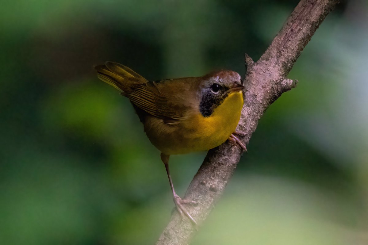 mitoGFP's tweet photo. Common yellowthroat warbler, FOS for me. Sunday walk @BirdingBobNYC #birdcpp #BirdsSeenIn2022 #birdwatching #birding #BirdTwitter #urbanbirding #fallmigration @inaturalist #BirdsofNYC #fallmigrants #springmigrants #warbler #commonyellowthroat https://t.co/nCNqb3FGnJ