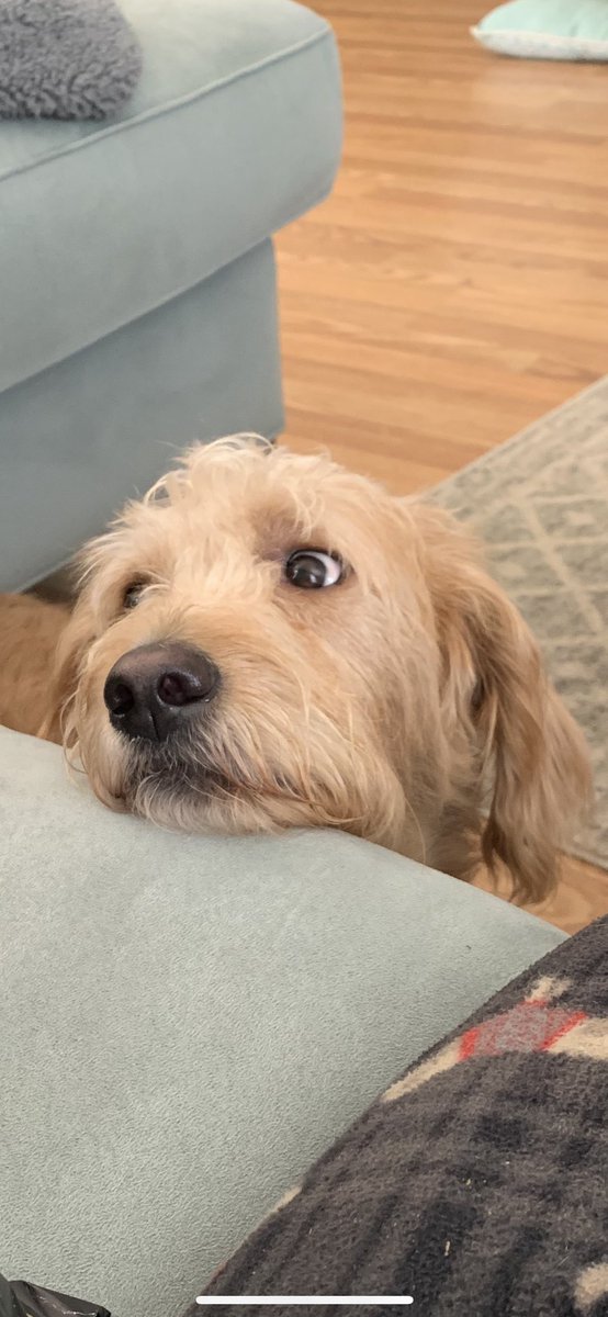 Calvin Ruinard, Human to Mae and Sadie tweet media