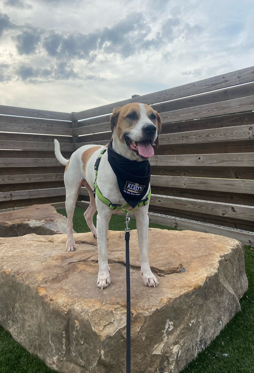 kernsknox's tweet photo. Kern’s mascot and best boi, #Cooper is posing in his new bandana to celebrate #nationaldogday all weekend long. Give him a shout out for his excellent work representing #Kern’s #FoodHall. #dogsofknoxville
#knoxville #knoxdogs #experiencekernsbakery #kernsfoodhallfamily https://t.co/btsvKiveeZ