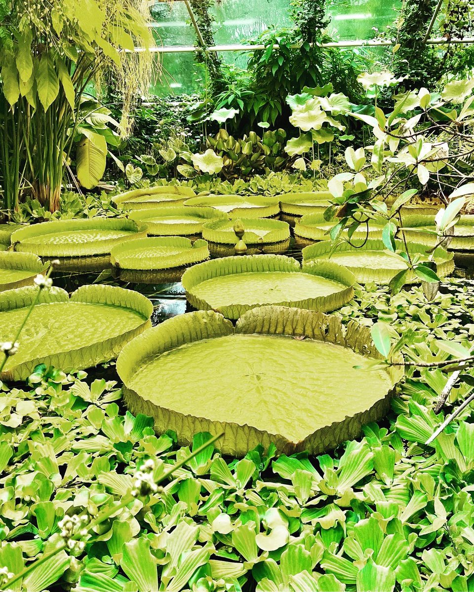 susybliving's tweet photo. We had a lovely day exploring Oslo.

The first and second photos were taken at the Botanic Garden.
Of course I was drawn to the greenhouses. I do love a greenhouse 💚💚💚
The giant water Lilly was in bud but hadn’t opened unfortunately. There were some beautiful cactus flowering. https://t.co/QVcrChyxSb