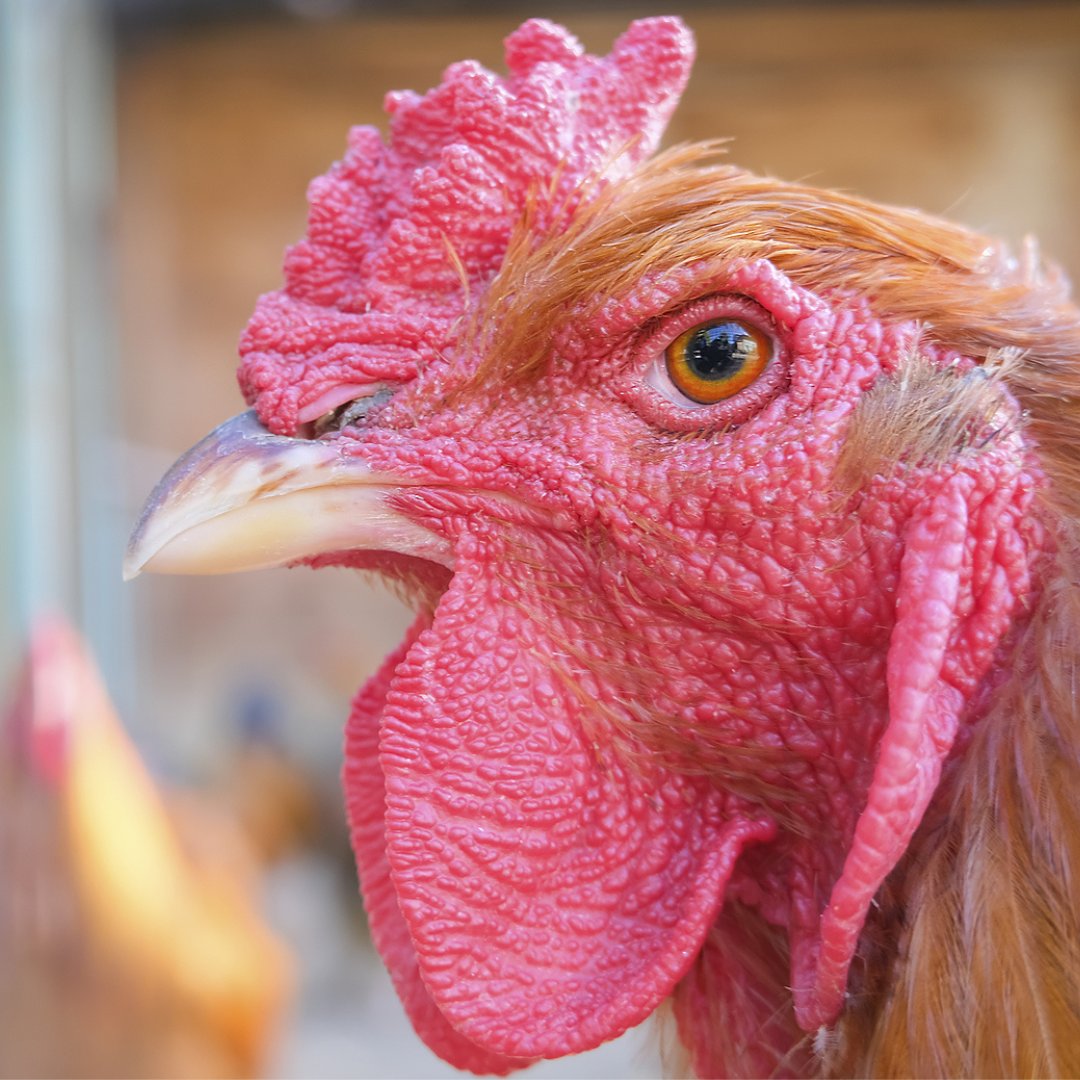 MeyerHatchery's tweet photo. Your chicken’s comb can be a good indicator of some possible health concerns. It is important to know the reasons why a chicken's comb may change color. Read more here - https://t.co/MRqJSmnvBQ https://t.co/indxbWspsa