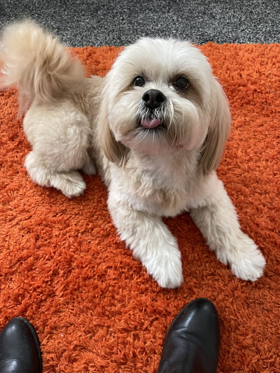 My beautiful ‘strike la paws’ aka Baxter is the love of my life