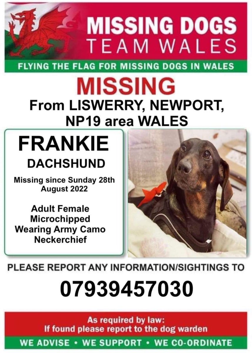 rosiedoc666's tweet photo. ‼️FRANKIE ADULT FEMALE #DACHSHUND MISSING FROM #LISWERRY AREA #NEWPORT #NP19
‼️SINCE SUNDAY 28/8/22
‼️CHIPPED/ WEARING ARMY CAMO NECKERCHIEF
💥So pls look out for her and do not chase please!💥
https://t.co/enFMLolhtM
@NewportJazzFest @NewportCounty @AlanDaffern @bs2510 https://t.co/wBag8D8sdz