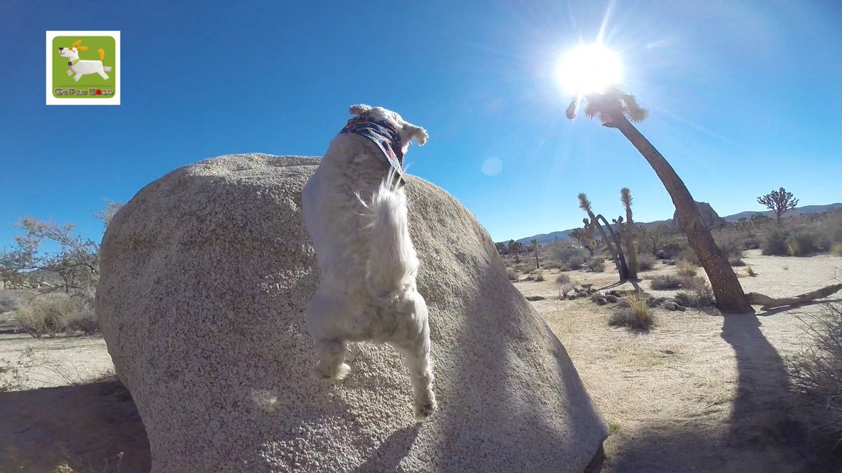 GoProCharlie1's tweet image. GoPro Charlie sez from the first time momz took me to Joshua Tree! 🐶🦁🚀🌴😎 #jtree #GoProHero10 #GoPro #goprodogs #goprocharlie #dogcelebration #landofdogs #dogsoftwitter #liondog #superdog 🐶🦁🚀🌴😎