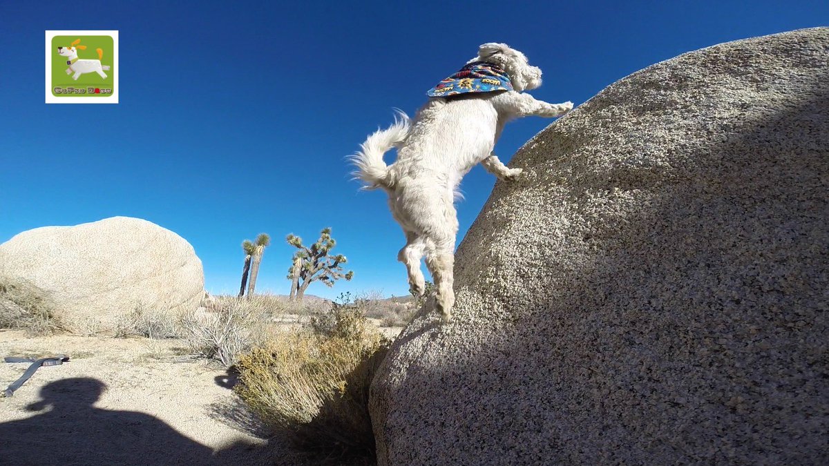 GoProCharlie1's tweet image. GoPro Charlie sez from the first time momz took me to Joshua Tree! 🐶🦁🚀🌴😎 #jtree #GoProHero10 #GoPro #goprodogs #goprocharlie #dogcelebration #landofdogs #dogsoftwitter #liondog #superdog 🐶🦁🚀🌴😎