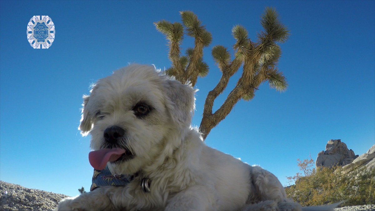 GoProCharlie1's tweet image. GoPro Charlie sez from the first time momz took me to Joshua Tree! 🐶🦁🚀🌴😎 #jtree #GoProHero10 #GoPro #goprodogs #goprocharlie #dogcelebration #landofdogs #dogsoftwitter #liondog #superdog 🐶🦁🚀🌴😎