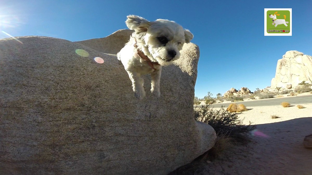 GoProCharlie1's tweet image. GoPro Charlie sez from the first time momz took me to Joshua Tree! 🐶🦁🚀🌴😎 #jtree #GoProHero10 #GoPro #goprodogs #goprocharlie #dogcelebration #landofdogs #dogsoftwitter #liondog #superdog 🐶🦁🚀🌴😎