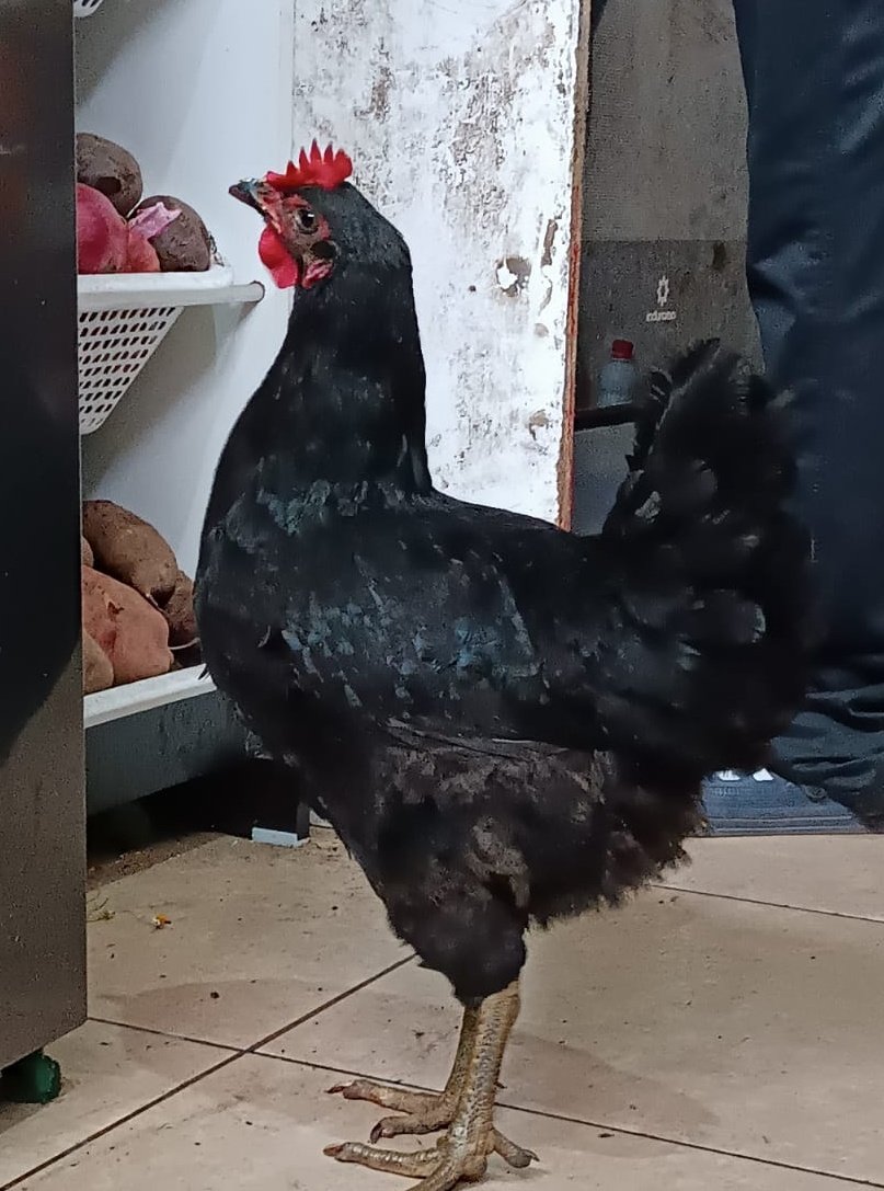 Llegó dispuesta a todo...