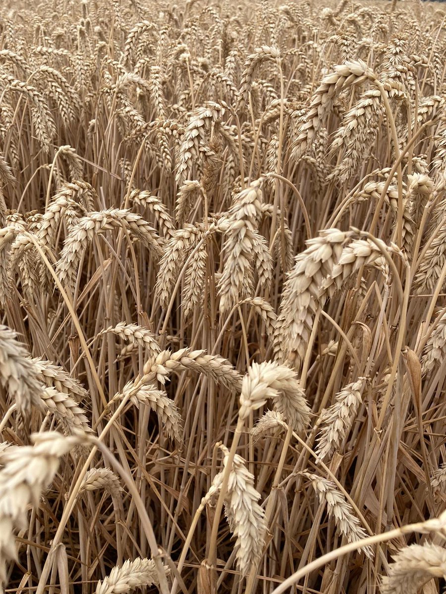 CopeSeeds's tweet photo. Did you know that Nelson can reduce the need for Nitrogen inputs? 💰

“Nelson is an important winter wheat which has a naturally high protein and strong disease profile, meaning it's a lower risk. It can produce 13.3% – 14% protein in untreated plots."

#copeseeds #nelson https://t.co/ncMzFbBeXe