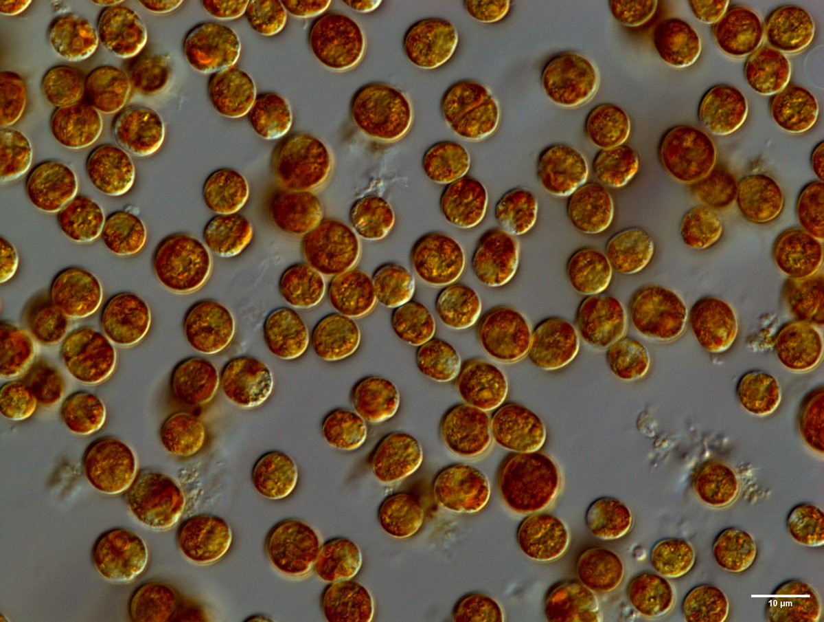 Excited to share our review of Symbiodiniaceae traits now online at Advances in Marine Biology authors.elsevier.com/a/1ff3yEs4JKUCD Read on if you are interested in Symbiodiniaceae eco/evo and how to parametrise their functioning along light, nutrient, and temperature gradients!